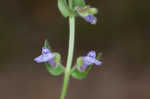 Small skullcap